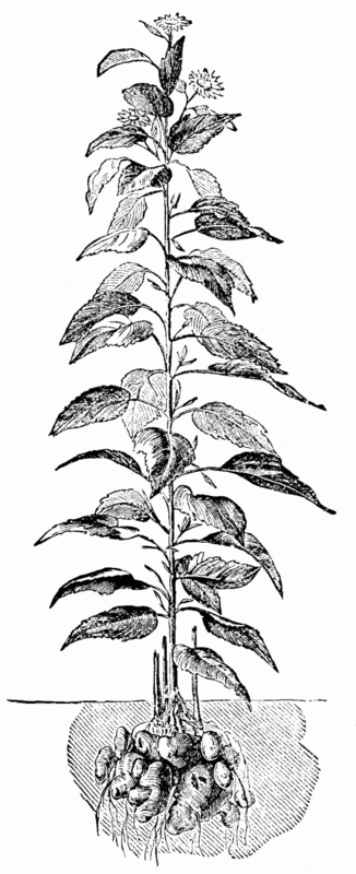 JERUSALEM ARTICHOKE (HELIANTHUS TUBEROSUS).