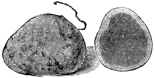 MELLOCO TUBERS.
