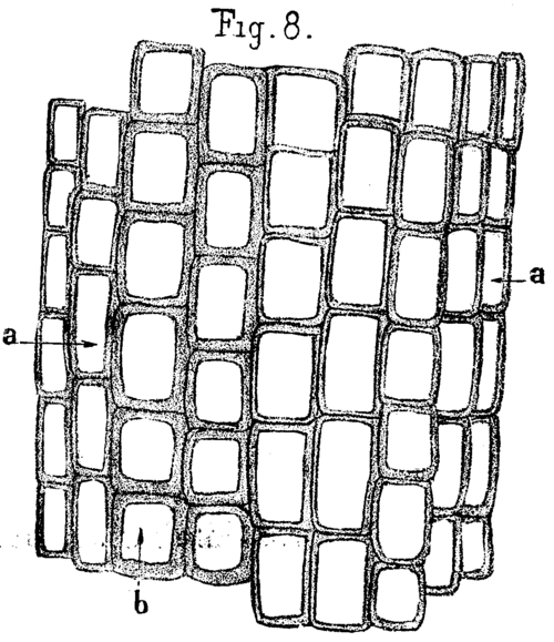 On The Origin And Structure Of Coal 481 12h