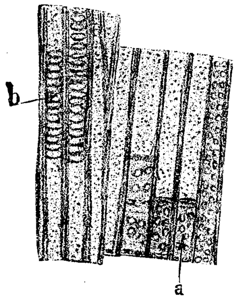 On The Origin And Structure Of Coal 481 12j