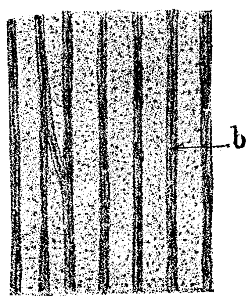 On The Origin And Structure Of Coal 481 12k