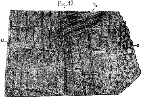 On The Origin And Structure Of Coal 481 12m
