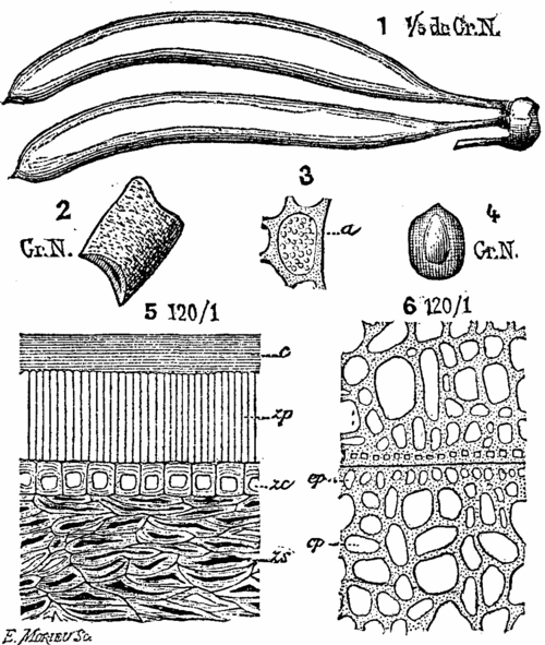 Figs. 1 TO 6.   PODS OF THE HOULLE AND MICROSCOPIC
