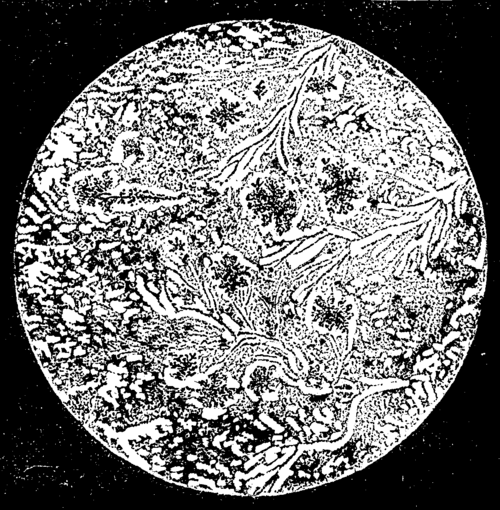 SECTION OF INDIAN TABASHEER, SEEN WITH A MAGNIFYING POWER OF 250 DIAMETERS.