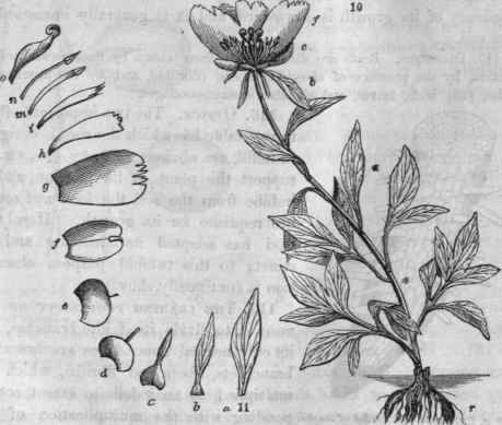 10, Paeony, with some of its petals removed to show the stamens and pistils