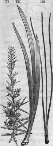 151. Ensiform leaves of iris. 152, Acerose leaves of Pinus