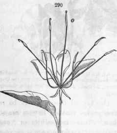 290, Flower of Cleome pungens, showing its ovary, o, mounted on a long stypo