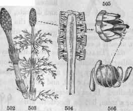 502, Equisetum arvense. 503, E