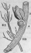 511, Chara foetida. 512, Portion of a branch; the two reproductive organs a, Globule; b, nucule