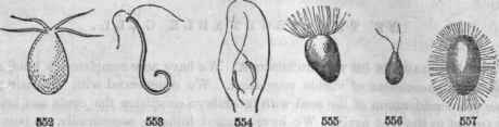552, Zoospore of one of the Conferva (Chaetophora)