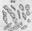 606, Penicillum glau cum, the Yeast plant