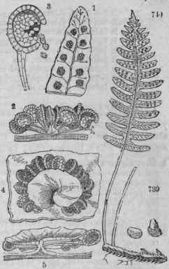 739 Polypodium vulgare. 710 Frond