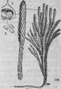 780, Lycopodium dendroidemn. 731, A single spike