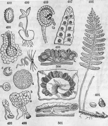 A Fern, Polypodium vulgare. 486, Its frond