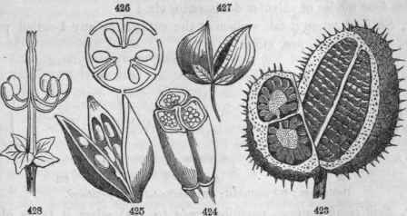 Capsule, 427, of Scrophularia, 2 celled; 42S, of Datura Stramonium; 425, of Iris; 426, showing its mode of dehiscence (loculicidal); 424, of Colchicum, 3 celled