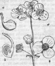 Embryo curved. Leaves rush like, with no lamina, (a) a Fls