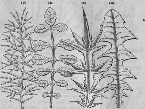Feather veined leaves almost compound