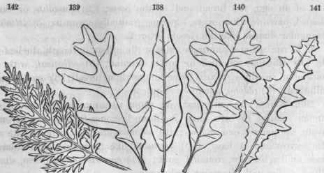 Feather veined leaves, approaching the compound