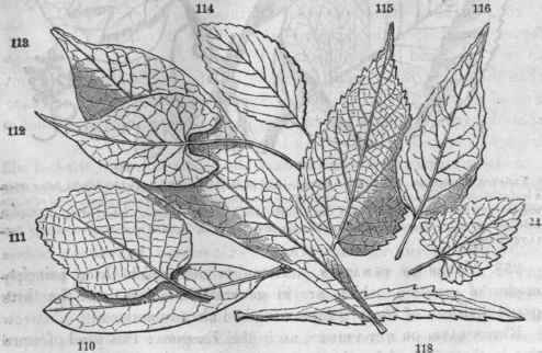 Forms of leaves. 110, Rhododendron maximum
