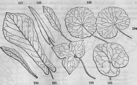 Forms of leaves. 180, Silene Virginica