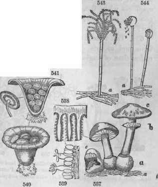 Fungi. 537, Agaricus (Mushroom) in various stages: e, tearing open the volva; b, annulus the remains of the veil (e); c, pileus; a, mycelium
