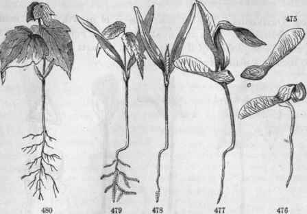 Germination of the Maple. 475, Samara; section showing the folded cotyledons at c