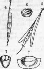 Herbs with a pungent, watery juice, and alternate, exstipulate leaves, with flowers cruciform, tetradynamous, generally in racemes, and bractless