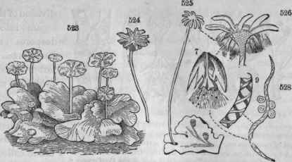 Ilepaticae. 523, Marchantia, sterile plant