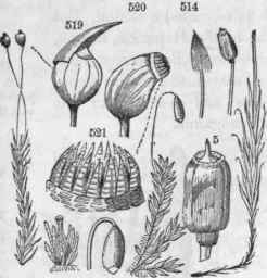 Mosses. 513, Polytrichium. 514, Sporange with calyptra, without calyptra