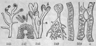 Seaweeds (Algae). 545, Vaucheria forming and discharging its spores (ft) at the extremities