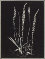 Aletris. Aletris farinosa L.