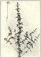 American Pennyroyal. Hedeoma pulegioides (L.) Pers.