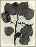 Balm-Of-Gilead Poplar. Populus candicans Ait.