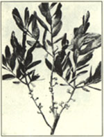Bayberry. Myrica cerifera L.; M. carolinensis Mill.