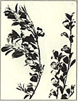 Bearberry. Arctostaphylos uva-ursi (L.) Spreng.