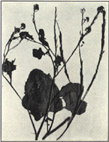 Black Mustard. Brassica nigra (L.) Koeh. 