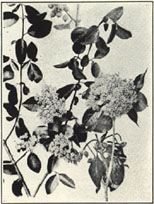 Blackhaw. Viburnum prunifolium L.