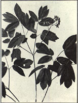 Blue Cohosh. Caulophyllum thalictroides (L.) Michx. 