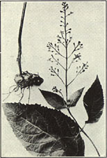 Citronella Horsebalm. Collinsonia canadensis L.