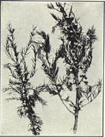 Common Juniper. Juniperus communis L.