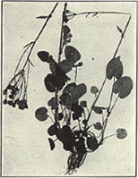 Golden Groundsel. Senecio aureus L.
