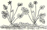 Goldthread. Coptis trifolia (L.) Salisb.