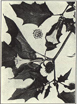Jimson Weed. Datura stramonium L.