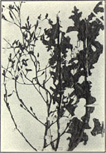 Prickly Lettuce. Lactuca scariola L.