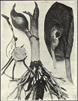 Skunkcabbage. Spathyema foetida (L.) Raf.