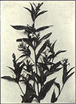 Turtlehead. Chelone glabra L.