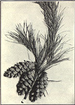 White Pine. Pinus strobus L.