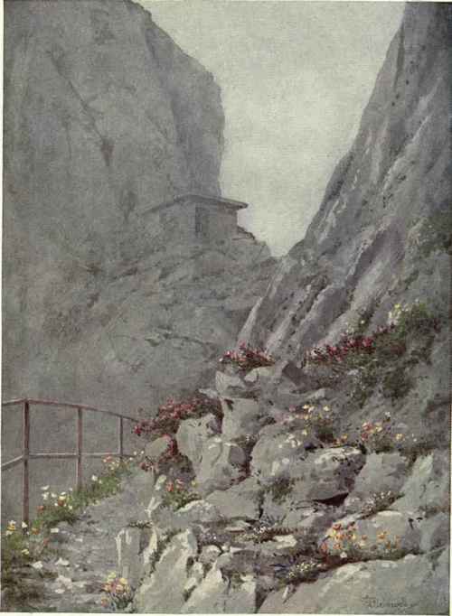 Alpine Garden (La Rambertia) At The Summit Of The Rochers De Naye, In The Clouds At The End Of June