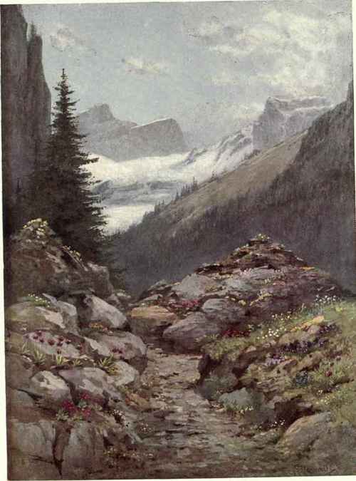 Alpine Garden (La Thomasia) At Pont De Nant, Above Les Plans, With The Glacier De Martinet. Middle Of May