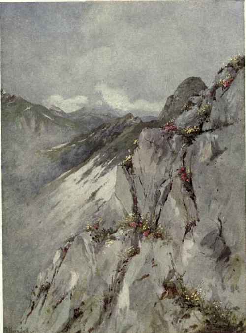 Alpines On The Cloud Swept Limestone Rocks Of The Rochers De Naye, With The Mountains Of Gruyere In The Background, At The Beginning Of July